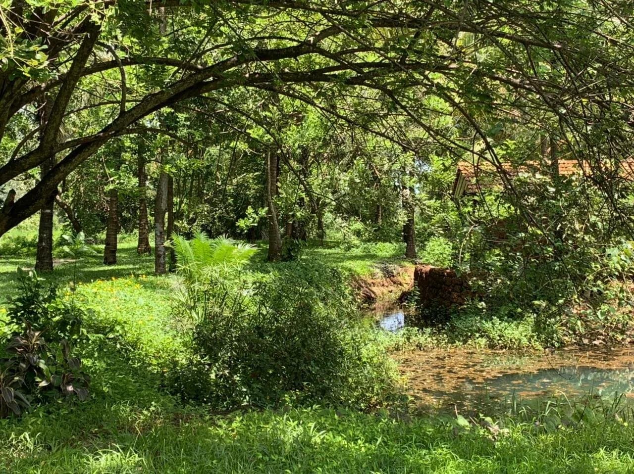 Miyawaki Forests